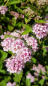 Preview: Spiraea japonica "Little Princess" - (Rosa Zwergspiere),